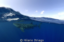 Whale Shark Nikon d 200 no strobes. by Hilario Itriago 